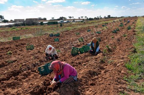 In the potato fields of Regueb, near Sidi Bouzid, women work and harvest Nicolas potatoes. The Regueb region benefits from a microclimate and particularly fertile soil, allowing for a rich and varied agricultural production, including potatoes, melons, watermelons, olives, as well as citrus fruits, wines, and vegetables of all kinds.