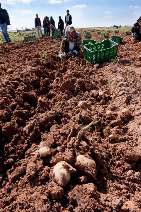 In the potato fields of Regueb, near Sidi Bouzid, women work and harvest Nicolas potatoes. The Regueb region benefits from a microclimate and particularly fertile soil, allowing for a rich and varied agricultural production, including potatoes, melons, watermelons, olives, as well as citrus fruits, wines, and vegetables of all kinds.