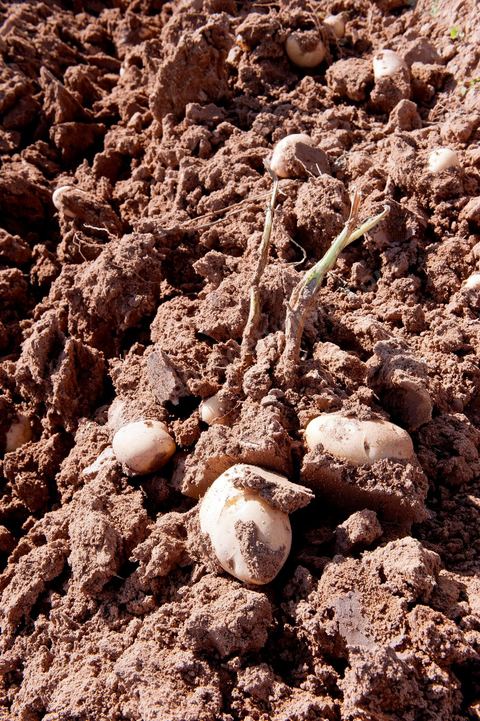 In the potato fields of Regueb, near Sidi Bouzid, women work and harvest Nicolas potatoes. The Regueb region benefits from a microclimate and particularly fertile soil, allowing for a rich and varied agricultural production, including potatoes, melons, watermelons, olives, as well as citrus fruits, wines, and vegetables of all kinds.