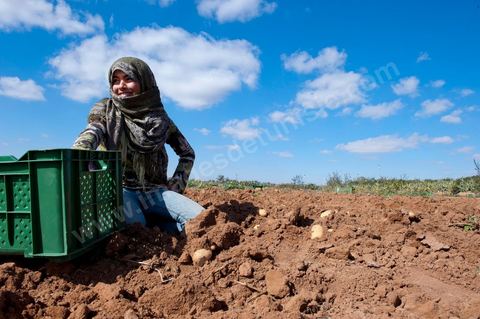 In the potato fields of Regueb, near Sidi Bouzid, women work and harvest Nicolas potatoes. The Regueb region benefits from a microclimate and particularly fertile soil, allowing for a rich and varied agricultural production, including potatoes, melons, watermelons, olives, as well as citrus fruits, wines, and vegetables of all kinds.