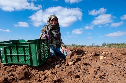 In the potato fields of Regueb, near Sidi Bouzid, women work and harvest Nicolas potatoes. The Regueb region benefits from a microclimate and particularly fertile soil, allowing for a rich and varied agricultural production, including potatoes, melons, watermelons, olives, as well as citrus fruits, wines, and vegetables of all kinds.
