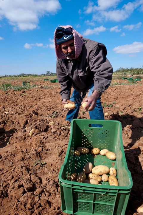 In the potato fields of Regueb, near Sidi Bouzid, women work and harvest Nicolas potatoes. The Regueb region benefits from a microclimate and particularly fertile soil, allowing for a rich and varied agricultural production, including potatoes, melons, watermelons, olives, as well as citrus fruits, wines, and vegetables of all kinds.