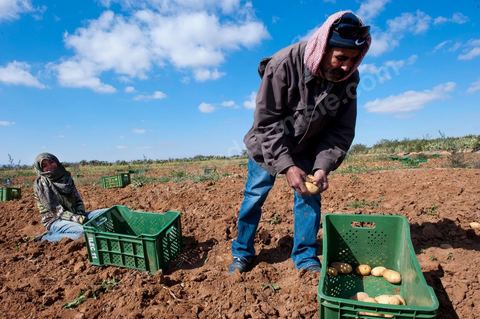 In the potato fields of Regueb, near Sidi Bouzid, women work and harvest Nicolas potatoes. The Regueb region benefits from a microclimate and particularly fertile soil, allowing for a rich and varied agricultural production, including potatoes, melons, watermelons, olives, as well as citrus fruits, wines, and vegetables of all kinds.