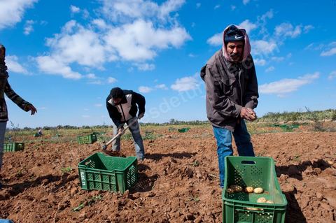In the potato fields of Regueb, near Sidi Bouzid, women work and harvest Nicolas potatoes. The Regueb region benefits from a microclimate and particularly fertile soil, allowing for a rich and varied agricultural production, including potatoes, melons, watermelons, olives, as well as citrus fruits, wines, and vegetables of all kinds.