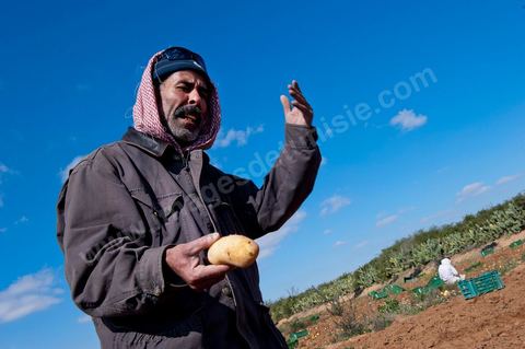 In the potato fields of Regueb, near Sidi Bouzid, women work and harvest Nicolas potatoes. The Regueb region benefits from a microclimate and particularly fertile soil, allowing for a rich and varied agricultural production, including potatoes, melons, watermelons, olives, as well as citrus fruits, wines, and vegetables of all kinds.