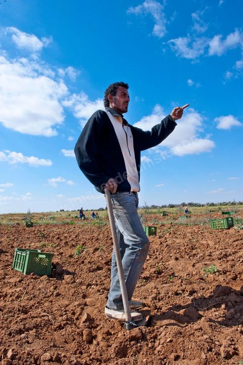In the potato fields of Regueb, near Sidi Bouzid, women work and harvest Nicolas potatoes. The Regueb region benefits from a microclimate and particularly fertile soil, allowing for a rich and varied agricultural production, including potatoes, melons, watermelons, olives, as well as citrus fruits, wines, and vegetables of all kinds.