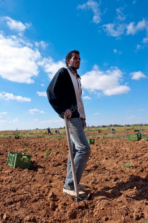 In the potato fields of Regueb, near Sidi Bouzid, women work and harvest Nicolas potatoes. The Regueb region benefits from a microclimate and particularly fertile soil, allowing for a rich and varied agricultural production, including potatoes, melons, watermelons, olives, as well as citrus fruits, wines, and vegetables of all kinds.