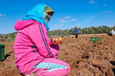 In the potato fields of Regueb, near Sidi Bouzid, women work and harvest Nicolas potatoes. The Regueb region benefits from a microclimate and particularly fertile soil, allowing for a rich and varied agricultural production, including potatoes, melons, watermelons, olives, as well as citrus fruits, wines, and vegetables of all kinds.