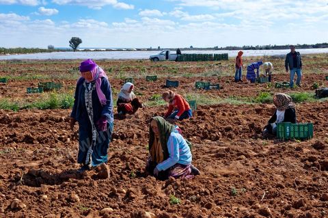 In the potato fields of Regueb, near Sidi Bouzid, women work and harvest Nicolas potatoes. The Regueb region benefits from a microclimate and particularly fertile soil, allowing for a rich and varied agricultural production, including potatoes, melons, watermelons, olives, as well as citrus fruits, wines, and vegetables of all kinds.