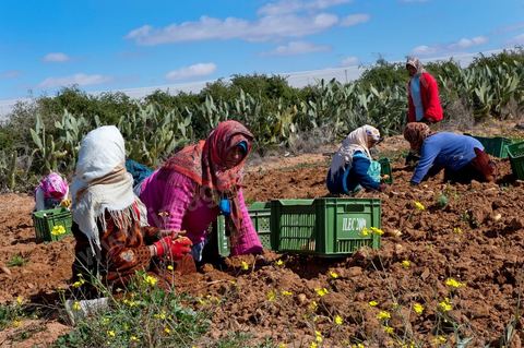 In the potato fields of Regueb, near Sidi Bouzid, women work and harvest Nicolas potatoes. The Regueb region benefits from a microclimate and particularly fertile soil, allowing for a rich and varied agricultural production, including potatoes, melons, watermelons, olives, as well as citrus fruits, wines, and vegetables of all kinds.