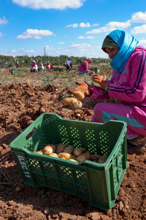 In the potato fields of Regueb, near Sidi Bouzid, women work and harvest Nicolas potatoes. The Regueb region benefits from a microclimate and particularly fertile soil, allowing for a rich and varied agricultural production, including potatoes, melons, watermelons, olives, as well as citrus fruits, wines, and vegetables of all kinds.