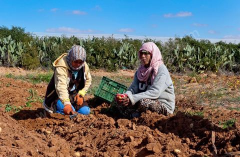 In the potato fields of Regueb, near Sidi Bouzid, women work and harvest Nicolas potatoes. The Regueb region benefits from a microclimate and particularly fertile soil, allowing for a rich and varied agricultural production, including potatoes, melons, watermelons, olives, as well as citrus fruits, wines, and vegetables of all kinds.
