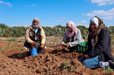 In the potato fields of Regueb, near Sidi Bouzid, women work and harvest Nicolas potatoes. The Regueb region benefits from a microclimate and particularly fertile soil, allowing for a rich and varied agricultural production, including potatoes, melons, watermelons, olives, as well as citrus fruits, wines, and vegetables of all kinds.