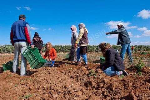 In the potato fields of Regueb, near Sidi Bouzid, women work and harvest Nicolas potatoes. The Regueb region benefits from a microclimate and particularly fertile soil, allowing for a rich and varied agricultural production, including potatoes, melons, watermelons, olives, as well as citrus fruits, wines, and vegetables of all kinds.