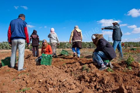 In the potato fields of Regueb, near Sidi Bouzid, women work and harvest Nicolas potatoes. The Regueb region benefits from a microclimate and particularly fertile soil, allowing for a rich and varied agricultural production, including potatoes, melons, watermelons, olives, as well as citrus fruits, wines, and vegetables of all kinds.