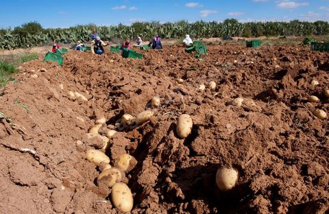 In the potato fields of Regueb, near Sidi Bouzid, women work and harvest Nicolas potatoes. The Regueb region benefits from a microclimate and particularly fertile soil, allowing for a rich and varied agricultural production, including potatoes, melons, watermelons, olives, as well as citrus fruits, wines, and vegetables of all kinds.