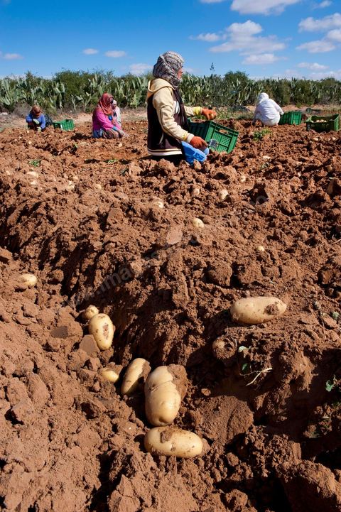In the potato fields of Regueb, near Sidi Bouzid, women work and harvest Nicolas potatoes. The Regueb region benefits from a microclimate and particularly fertile soil, allowing for a rich and varied agricultural production, including potatoes, melons, watermelons, olives, as well as citrus fruits, wines, and vegetables of all kinds.