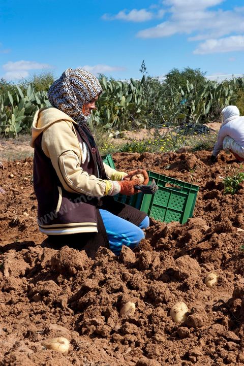In the potato fields of Regueb, near Sidi Bouzid, women work and harvest Nicolas potatoes. The Regueb region benefits from a microclimate and particularly fertile soil, allowing for a rich and varied agricultural production, including potatoes, melons, watermelons, olives, as well as citrus fruits, wines, and vegetables of all kinds.