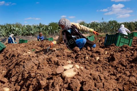 In the potato fields of Regueb, near Sidi Bouzid, women work and harvest Nicolas potatoes. The Regueb region benefits from a microclimate and particularly fertile soil, allowing for a rich and varied agricultural production, including potatoes, melons, watermelons, olives, as well as citrus fruits, wines, and vegetables of all kinds.