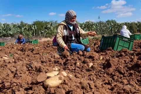 In the potato fields of Regueb, near Sidi Bouzid, women work and harvest Nicolas potatoes. The Regueb region benefits from a microclimate and particularly fertile soil, allowing for a rich and varied agricultural production, including potatoes, melons, watermelons, olives, as well as citrus fruits, wines, and vegetables of all kinds.