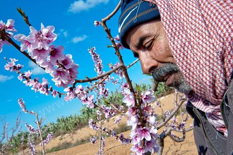 Mohamend Ayoun habite, vit et travaille à Regueb une ville à 30 km de Sidi Bouzid. Regueb a été à l'origine et au coeur des émeutes, mouvemenstd e protestations pour la démocratie et où la population a connu de très forts affrontements avec la police du régime de Ben Ali provocant 7 morts et une cinquantaine de blessés. Mohamed ancien combattant pendant 20 ans au Liban et en Palestine, il est revenu chez lui à Regueb où il a fondé sa famille et travaille comme ouvrier agricole saisonnier. Son expérience de revolutionnaire dasn le monde arabe ont fait de lui un maître et de cette révolution populaire tunsienne dasn sa ville, encadrant et soutenant cette jeunesse à la source de la révolte. Rencontré lors de la Caravane de la Libération à la place de la Kasbah de Tunis où pendant son sitin de 6 jours il a fait la grève de la faim pour obtenir le départ des ex Ben Ali dans le premier gouvernement de la transition. Quelques jours plus tard, je retrouve Mohamed à Regueb et passe 2 jours à la rencontre de sa vie et des gens de ces régions.