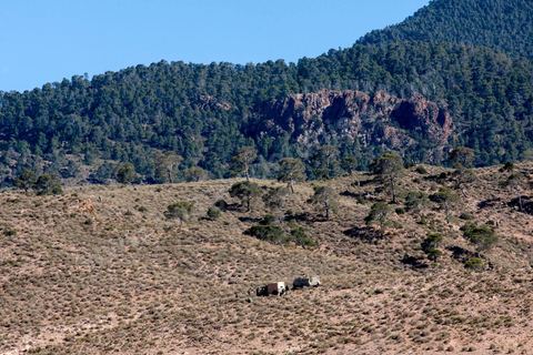 June 14: The military surrounded the 6,700-hectare area of Mount Chambi with armored vehicles, where Islamist terrorists had taken refuge. Mount Chambi in Kasserine