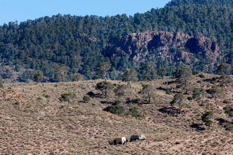 June 14: The military surrounded the 6,700-hectare area of Mount Chambi with armored vehicles, where Islamist terrorists had taken refuge. Mount Chambi in Kasserine