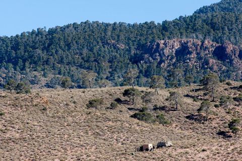 June 14: The military surrounded the 6,700-hectare area of Mount Chambi with armored vehicles, where Islamist terrorists had taken refuge. Mount Chambi in Kasserine