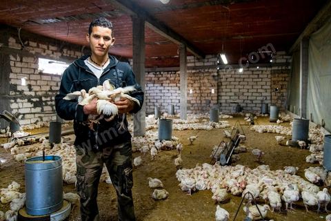 17 janvier 2014 : Amir, 18 ans, a quitté le collège pour aider son père dans leur élévage de poules. pour l'année 2012-2013 plus de 100 000 éléves ont quitté l'école selon le ministre de l'Education. 