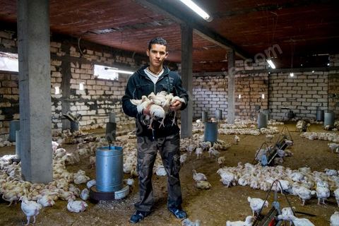 17 janvier 2014 : Amir, 18 ans, a quitté le collège pour aider son père dans leur élévage de poules. pour l'année 2012-2013 plus de 100 000 éléves ont quitté l'école selon le ministre de l'Education. 