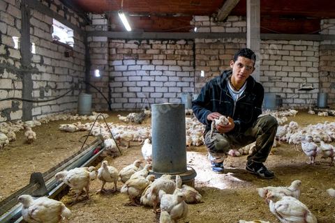 17 janvier 2014 : Amir, 18 ans, a quitté le collège pour aider son père dans leur élévage de poules. pour l'année 2012-2013 plus de 100 000 éléves ont quitté l'école selon le ministre de l'Education. 