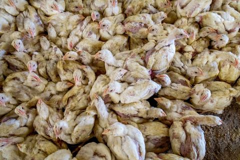 17 janvier 2014 : Amir, 18 ans, a quitté le collège pour aider son père dans leur élévage de poules. pour l'année 2012-2013 plus de 100 000 éléves ont quitté l'école selon le ministre de l'Education. 
