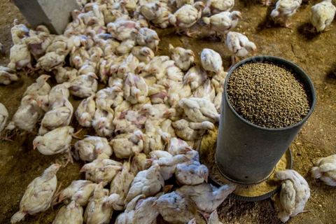 17 janvier 2014 : Amir, 18 ans, a quitté le collège pour aider son père dans leur élévage de poules. pour l'année 2012-2013 plus de 100 000 éléves ont quitté l'école selon le ministre de l'Education. 