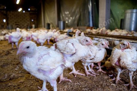 17 janvier 2014 : Amir, 18 ans, a quitté le collège pour aider son père dans leur élévage de poules. pour l'année 2012-2013 plus de 100 000 éléves ont quitté l'école selon le ministre de l'Education. 