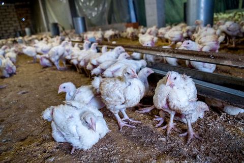 17 janvier 2014 : Amir, 18 ans, a quitté le collège pour aider son père dans leur élévage de poules. pour l'année 2012-2013 plus de 100 000 éléves ont quitté l'école selon le ministre de l'Education. 