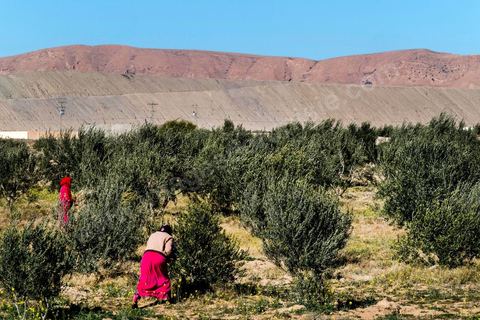 17 janvier 2018 : Au premier des femmes travaillant dans un champ d'oliviers dominé au second plan par deux collines de rejet de phosphate. A l'entrée de la ville minière de Moulares, comme dans l'ensemble de la région les terres sont envahis de phosphate. 