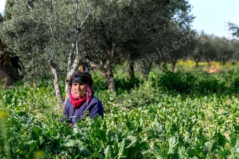 19 janvier 2018 : Ouvrière agricole dans l'Oasis de Gafsa El Ksar. HANIYEH MANSOURI, ne connaît pas son âge, travaille la terre depuis plus de trente ans pour les exploitants agricoles de l'Oasis, payée à la journée ou à la semaine parfois. Elle est mère de 3 filles et 6 garçons.