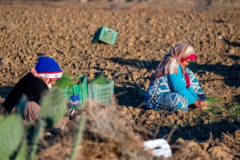A quelques kilomètres de Sidi Bouzid, région agricole, les ouvrières agricoles travaillent depuis 6h du matin à planter des emences d'oignons à l'aide d'un simple couteau. Sidi Bouzid, 10 ans après la révolution le bilan. Il y a 10 ans, le 17 décembre 2010, Mohamed Bouazizi, jeune chomeur, vendeur ambulant de légumes, s'immolait devant le gouvernorat au centre ville. Ce fut le début des manifestations des syndicalistes en région, le début de la révolution tunisienne qui aboutira le 14 janvier 2011 au départ du président dictateur Ben Ali et de sa famille. "Travail, Liberté et Dignité", ces trois mots du slogan des révolutionnaires de 2010 sont encore et toujours aujourd'hui scandés dans les rues de Tunisie. 