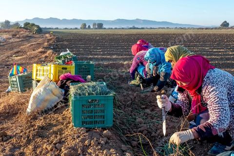 A quelques kilomètres de Sidi Bouzid, région agricole, les ouvrières agricoles travaillent depuis 6h du matin à planter des emences d'oignons à l'aide d'un simple couteau. Sidi Bouzid, 10 ans après la révolution le bilan. Il y a 10 ans, le 17 décembre 2010, Mohamed Bouazizi, jeune chomeur, vendeur ambulant de légumes, s'immolait devant le gouvernorat au centre ville. Ce fut le début des manifestations des syndicalistes en région, le début de la révolution tunisienne qui aboutira le 14 janvier 2011 au départ du président dictateur Ben Ali et de sa famille. "Travail, Liberté et Dignité", ces trois mots du slogan des révolutionnaires de 2010 sont encore et toujours aujourd'hui scandés dans les rues de Tunisie. 
