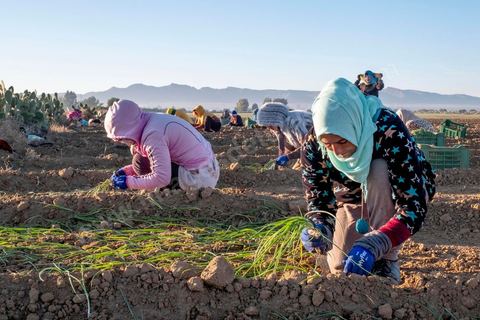 A quelques kilomètres de Sidi Bouzid, région agricole, les ouvrières agricoles travaillent depuis 6h du matin à planter des emences d'oignons à l'aide d'un simple couteau. Sidi Bouzid, 10 ans après la révolution le bilan. Il y a 10 ans, le 17 décembre 2010, Mohamed Bouazizi, jeune chomeur, vendeur ambulant de légumes, s'immolait devant le gouvernorat au centre ville. Ce fut le début des manifestations des syndicalistes en région, le début de la révolution tunisienne qui aboutira le 14 janvier 2011 au départ du président dictateur Ben Ali et de sa famille. "Travail, Liberté et Dignité", ces trois mots du slogan des révolutionnaires de 2010 sont encore et toujours aujourd'hui scandés dans les rues de Tunisie. 