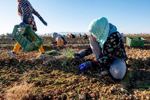 A quelques kilomètres de Sidi Bouzid, région agricole, les ouvrières agricoles travaillent depuis 6h du matin à planter des emences d'oignons à l'aide d'un simple couteau. Sidi Bouzid, 10 ans après la révolution le bilan. Il y a 10 ans, le 17 décembre 2010, Mohamed Bouazizi, jeune chomeur, vendeur ambulant de légumes, s'immolait devant le gouvernorat au centre ville. Ce fut le début des manifestations des syndicalistes en région, le début de la révolution tunisienne qui aboutira le 14 janvier 2011 au départ du président dictateur Ben Ali et de sa famille. "Travail, Liberté et Dignité", ces trois mots du slogan des révolutionnaires de 2010 sont encore et toujours aujourd'hui scandés dans les rues de Tunisie. 