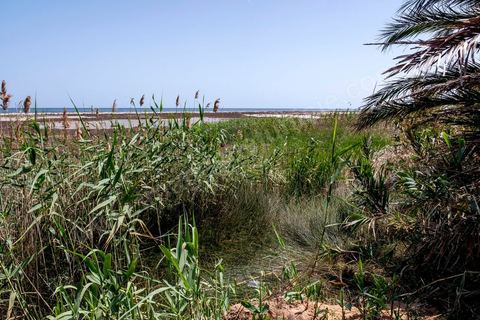 A la sortie de Ksibet, entre Monastir et Teboulba, les champs d'oliviers en bord de mer sont des lieux de planques des jeunes avant de rejoindre de nuit les barques pour rejoindre le bateau qui doit les mener en Italie. 