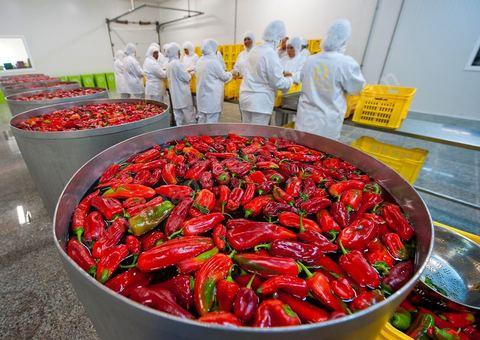 Opération de découpe des piments doux aux Moulins Mahjoub à Tébourba près de Tunis. Agriculture et produits Biologiques.