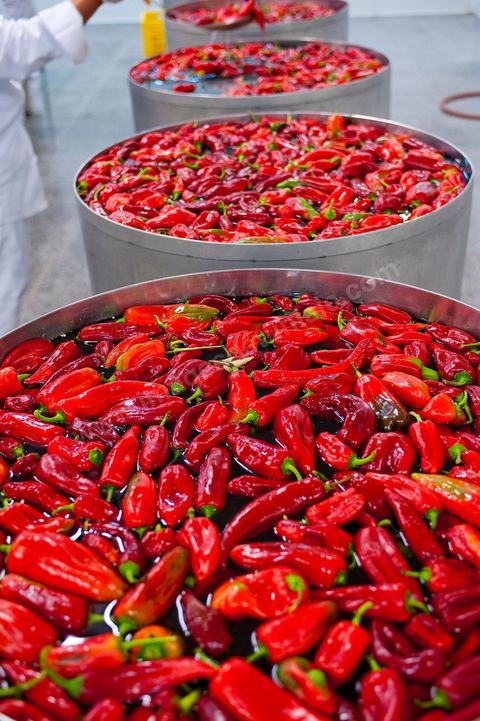 Opération de découpe des piments doux aux Moulins Mahjoub à Tébourba près de Tunis. Agriculture et produits Biologiques.