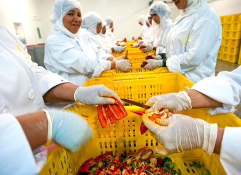 Opération de découpe des piments doux aux Moulins Mahjoub à Tébourba près de Tunis. Agriculture et produits Biologiques.