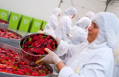 Opération de découpe des piments doux aux Moulins Mahjoub à Tébourba près de Tunis. Agriculture et produits Biologiques.