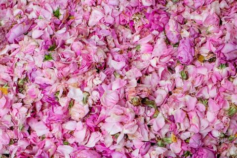 Distillation traditionnelle de fleurs de rose dans maison de la région de Nabeul au Cap Bon. L'eau et l'essence de rose proviennent de la distillation des fleurs de rose. La distillation est conduite très doucement sur le feu, l'hydrolat coule dans des Marie-Jeannes en verre. Le distillat coule légèrement tiède. 1 kg de pétale produit environ 1,5 litres d'eau de roses.
