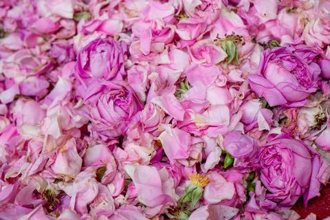 Distillation traditionnelle de fleurs de rose dans maison de la région de Nabeul au Cap Bon. L'eau et l'essence de rose proviennent de la distillation des fleurs de rose. La distillation est conduite très doucement sur le feu, l'hydrolat coule dans des Marie-Jeannes en verre. Le distillat coule légèrement tiède. 1 kg de pétale produit environ 1,5 litres d'eau de roses.