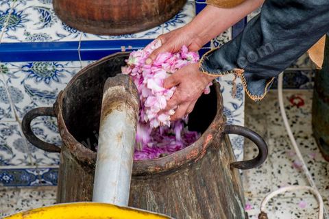 Distillation traditionnelle de fleurs de rose dans maison de la région de Nabeul au Cap Bon. L'eau et l'essence de rose proviennent de la distillation des fleurs de rose. La distillation est conduite très doucement sur le feu, l'hydrolat coule dans des Marie-Jeannes en verre. Le distillat coule légèrement tiède. 1 kg de pétale produit environ 1,5 litres d'eau de roses.