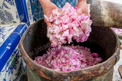Distillation traditionnelle de fleurs de rose dans maison de la région de Nabeul au Cap Bon. L'eau et l'essence de rose proviennent de la distillation des fleurs de rose. La distillation est conduite très doucement sur le feu, l'hydrolat coule dans des Marie-Jeannes en verre. Le distillat coule légèrement tiède. 1 kg de pétale produit environ 1,5 litres d'eau de roses.